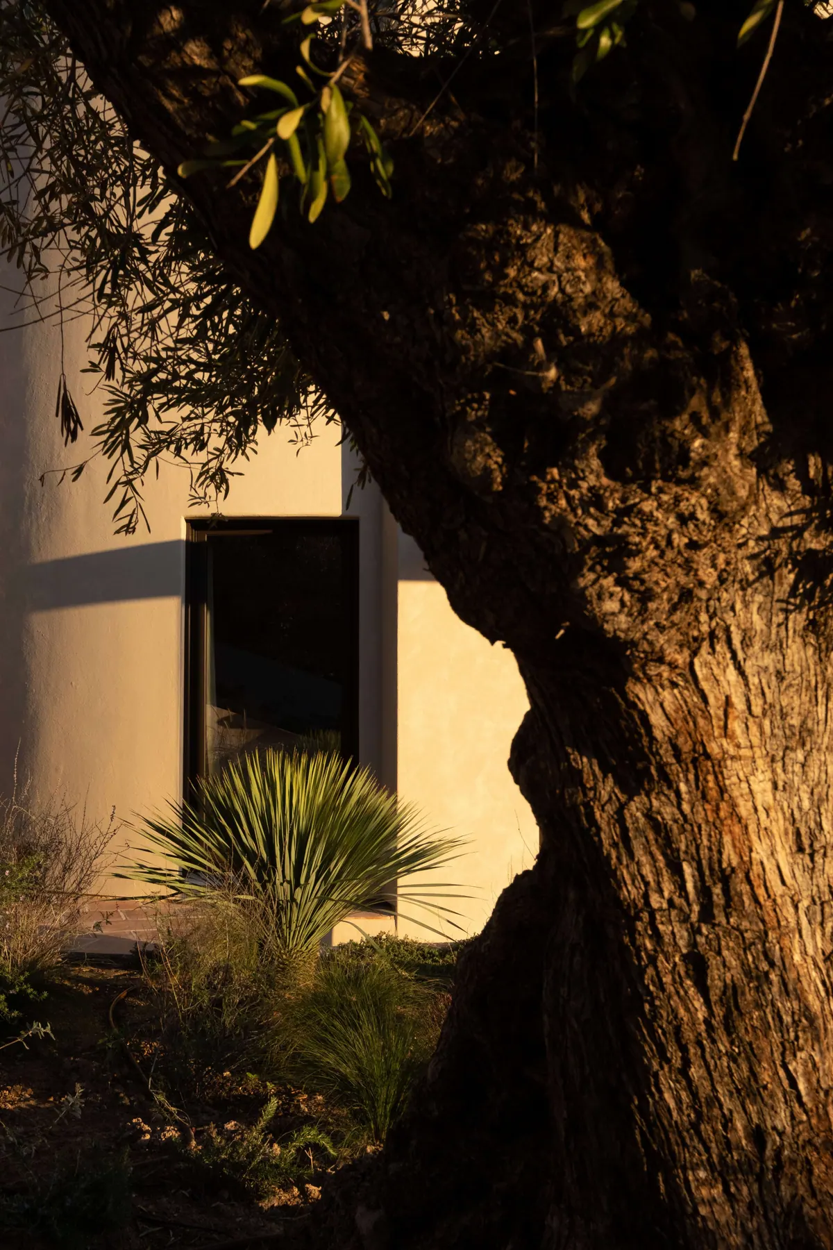 A rounded rendered volume behind the trunk of an old olive tree